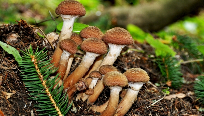 В лесах Марий Эл появилось огромное количество опять