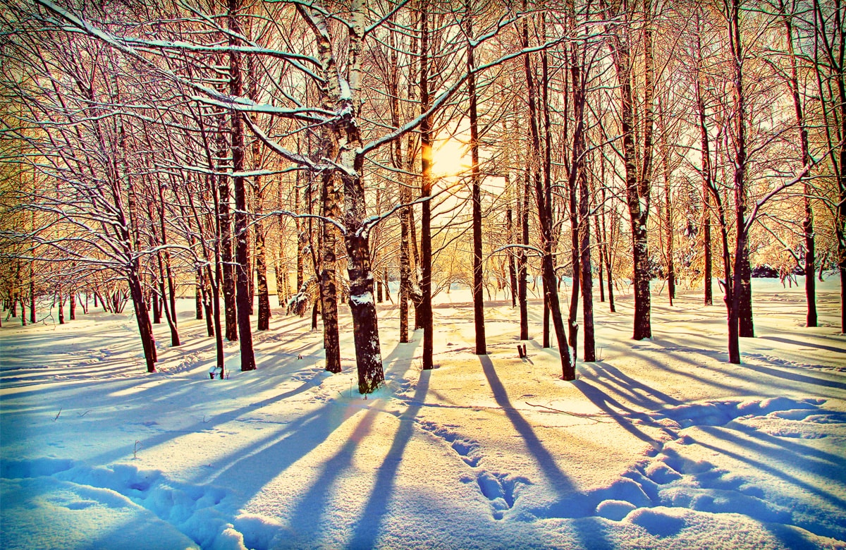 Йошкар-Ола, Марий Эл, роща зимой, зимний закат, тени на снегу, синие тени, березы в лесу, солнце зимой, снег на ветках, березовая роща
