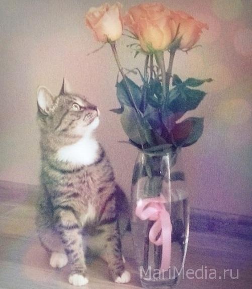 Петрова Елена