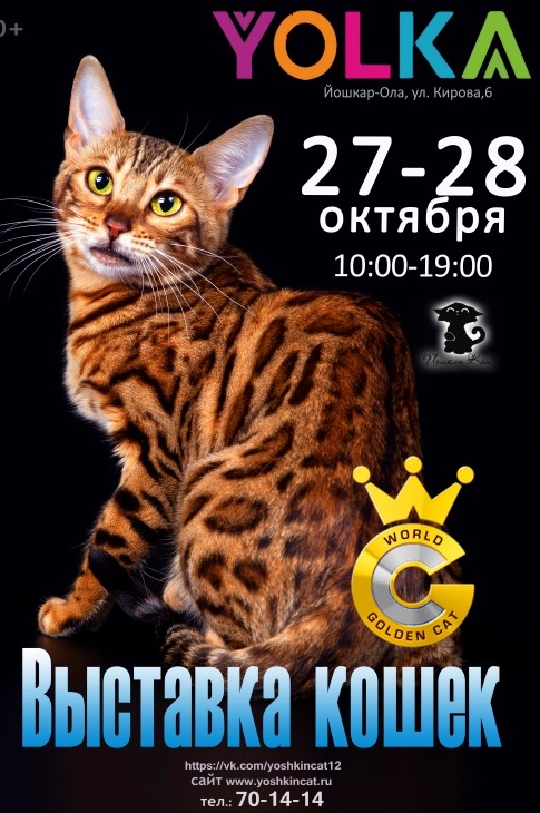 Выставка кошек йошкар ола
