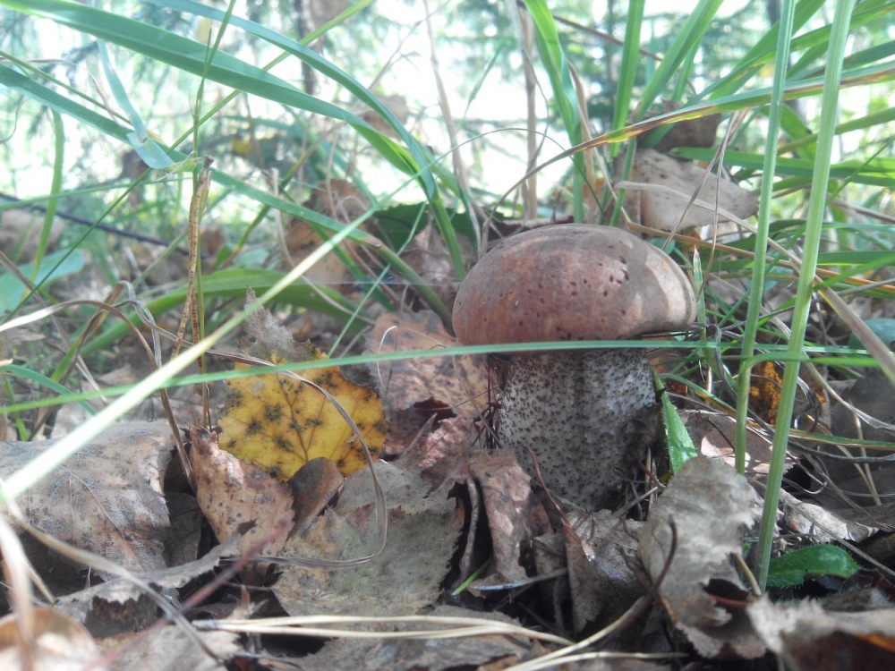 грибные места в марий эл под йошкар-олой, белый гриб, подосиновик, съедобные грибы
