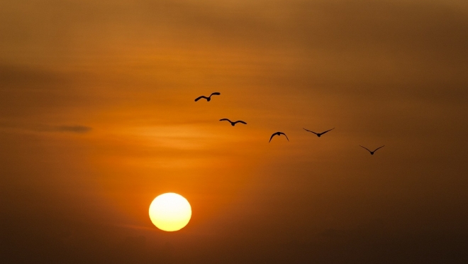 В Марий Эл посчитали вальдшнепа