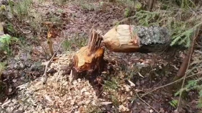 Охотники из Марий Эл отправились на охоту на бобра