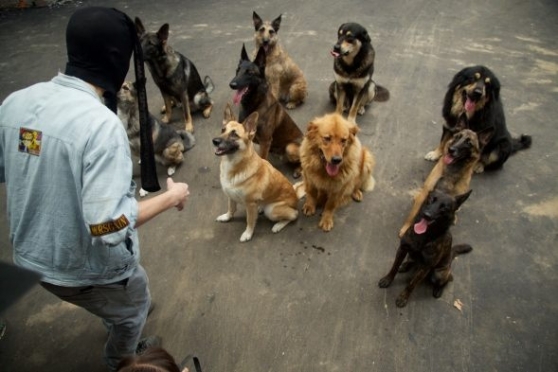 Супер Бобровы