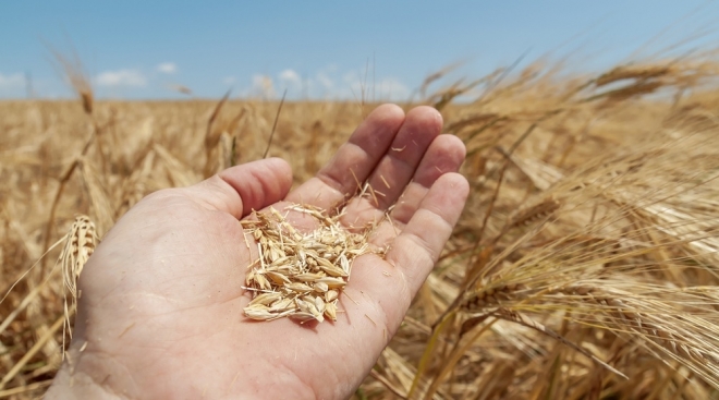 8 сентября — Наталья-овсяница