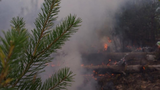 В Марий Эл вновь предупредили о высокой пожаропасности лесов