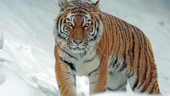 Знаменитого тигра Амура хотят посадить в клетку