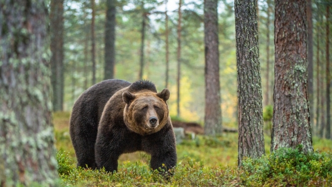 Осторожно, фейк: Минприроды Марий Эл опровергло слухи о нападении медведей на людей