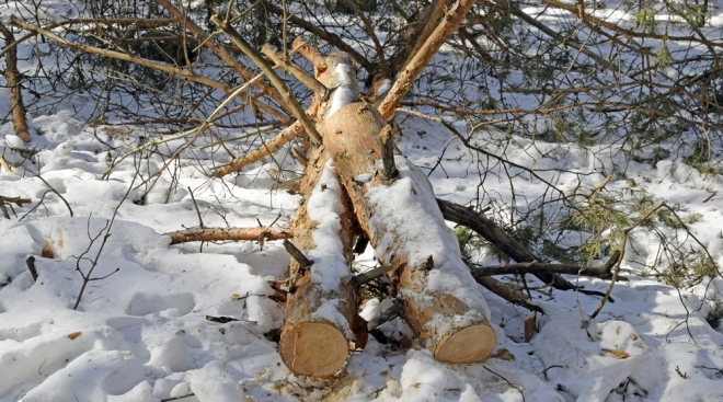 Жителю Марий Эл за поруб двух деревьев грозит штраф до 3 млн рублей или лишение свободы до 7 лет