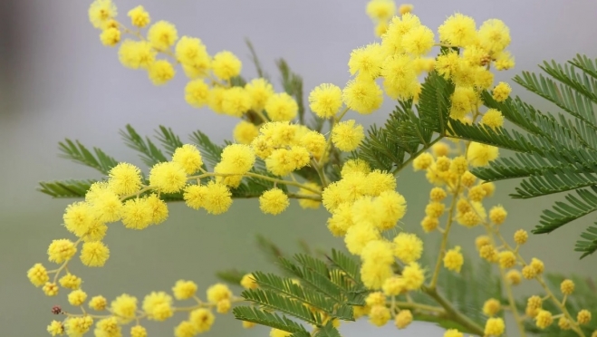 Йошкар-Ола – программа праздничных мероприятий 8 марта