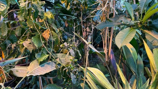 Ботсад Йошкар-Олы переживает за гибнущую оранжерею в Перми