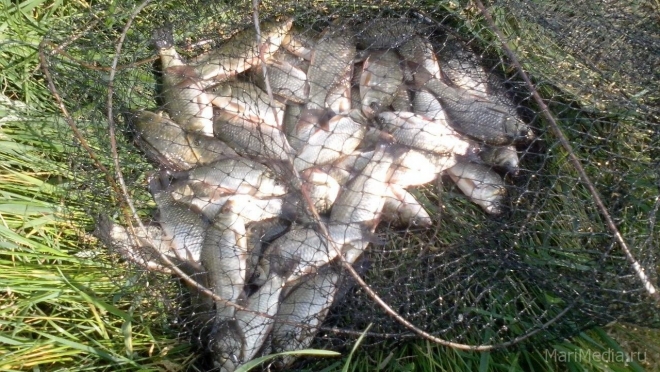 Инспекторы рыбоохраны изъяли более 120 кг незаконно выловленной рыбы