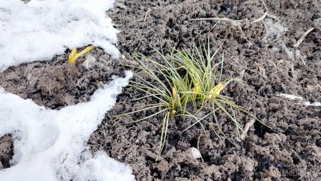 В Марий Эл в выходные дни воздух прогреется до +8ºС