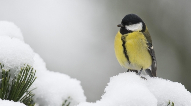 Детские скворечники развесят в Марий парке