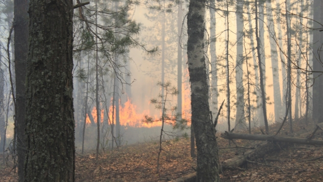 В Марий Эл удаётся сдерживать лесные пожары