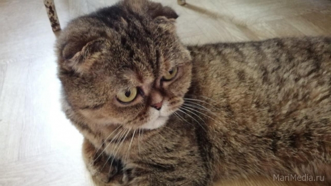 В Кировской области пушистых питомцев можно привить от коронавируса