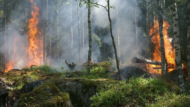 В сентябре в Марий Эл дважды горел лес