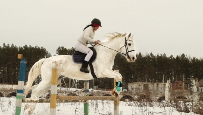 В Марий Эл лошади оказались заложниками коронавируса