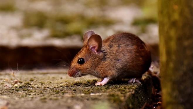 В июне «мышиной лихорадкой» заболели 4 жителя Марий Эл