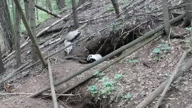 Барсуки в Марий Эл наели бока перед долгой зимой
