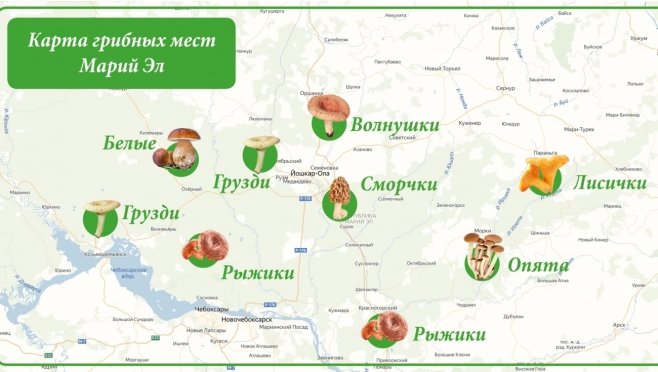 Грибники Марий Эл нарисовали карту грибных мест