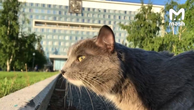 В Пермском крае на губернаторское кресло метит Барсик