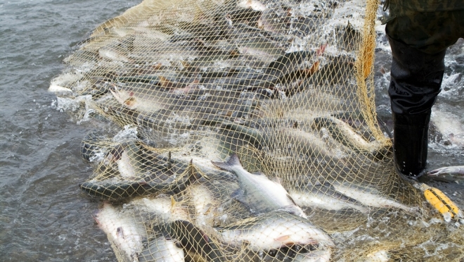 В Марий Эл в этом году в промышленных объёмах будет выловлено более 650 тонн рыбы