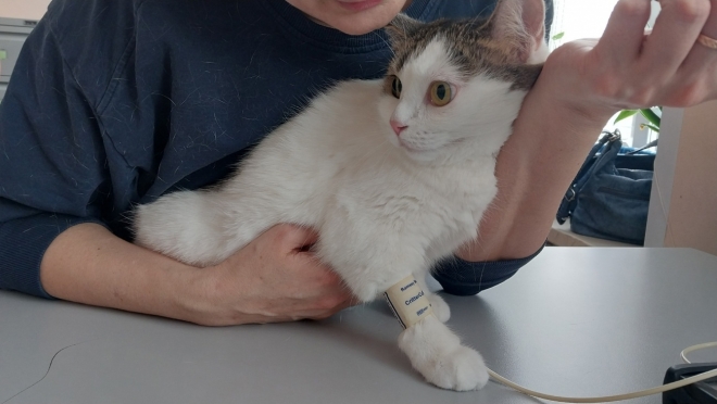 В Йошкар-Оле ветеринары рекомендуют домашним питомцам проходить диспансеризацию