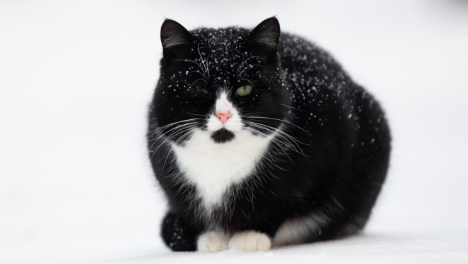 Бездомный кот согревал всю ночь 13-летнего подростка в заброшенном сарае