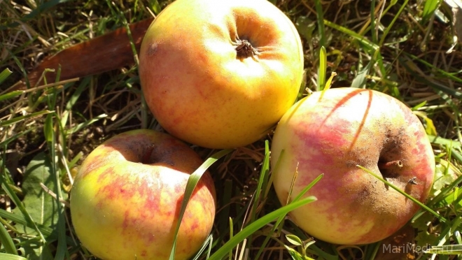 Фермеры Марий Эл займутся глубокой переработкой яблок