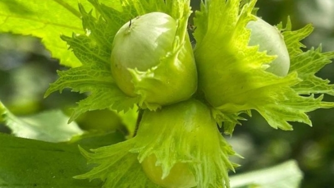 Верующие празднуют Ореховый Спас