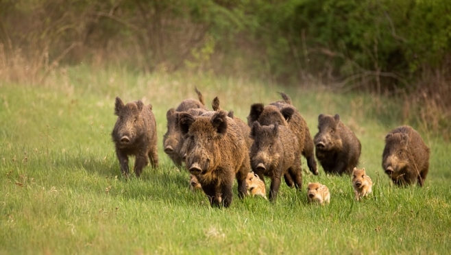 В Марий Эл из-за африканской чумы свиней запрещена охота на кабана