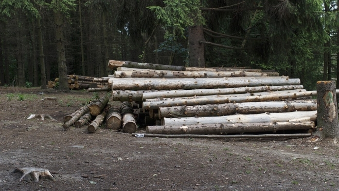 В Марий Эл на территории «Священной рощи» вырублено деревьев на 7 млн рублей