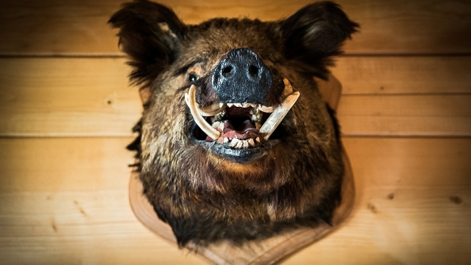 Охотники на диких кабанов делятся своими трофеями с ветеринарной службой