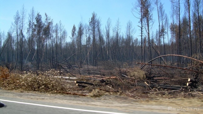 В Марий Эл за сутки зарегистрировано 5 лесных пожаров