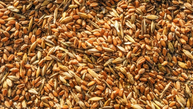 Сельхозпроизводители Марий Эл приступили к протравливанию семян