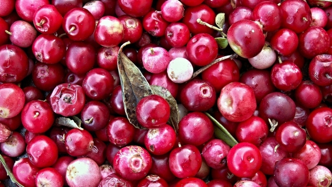 В Марий Эл открылся сезон сбора клюквы