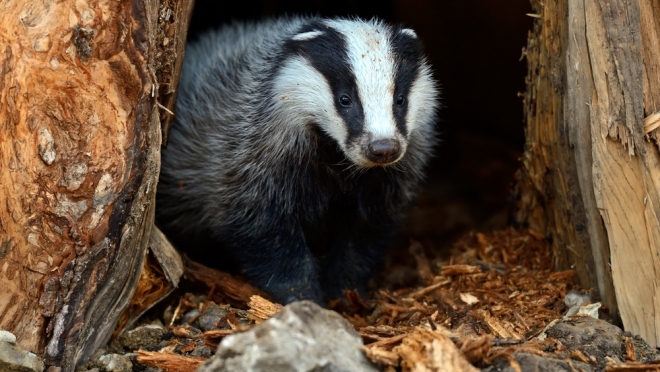 В Марий Эл с помощью норных собак посчитают барсуков