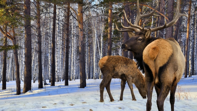 В Марий Эл завершился зимний маршрутный учёт зверей