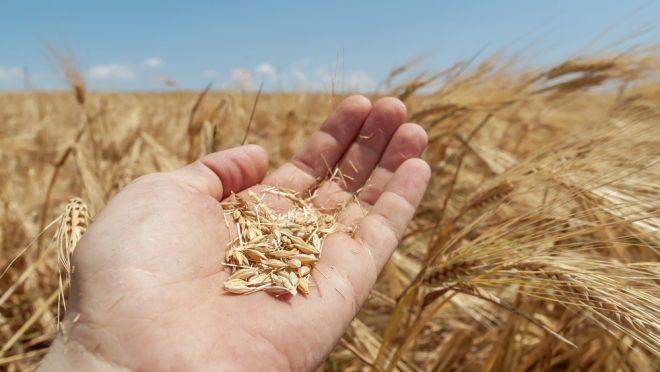 В России на 12% увеличился урожай зерна