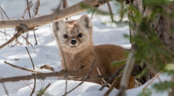 У охотников Марий Эл осталась неделя, чтобы отчитаться о добытых трофеях