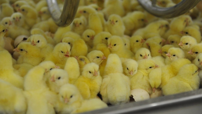 Продукция Марий Эл поставляется в 16 стран мира и более чем в 70 регионов РФ