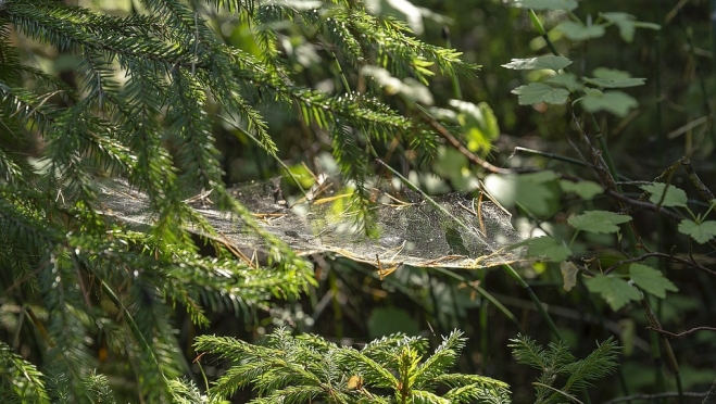 В глухом лесу охотник скончался на руках поисковиков