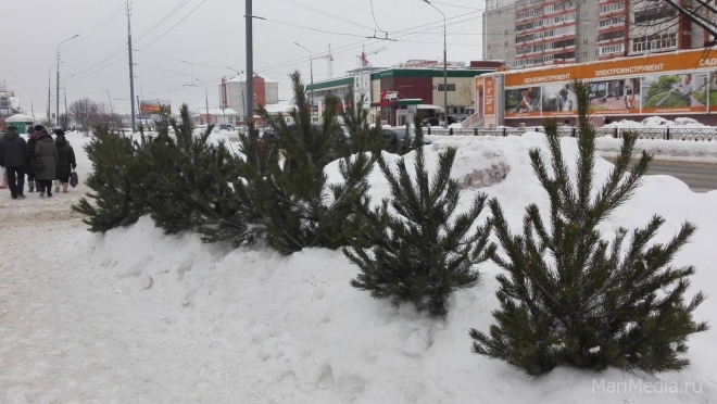 В Йошкар-Оле ёлочные базары откроются на 8 дней в этом году