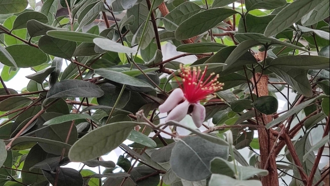 В Ботсаду Йошкар-Олы рассказали о роковой краже плода фейхоа