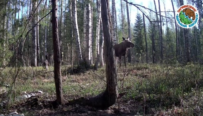 В фотоловушку заповедника «Большая Кокшага» опять попал сохатый