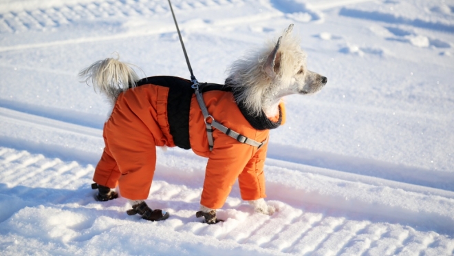 Как гулять с собакой в мороз