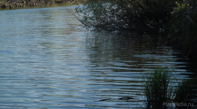 В Марий Эл в реке Упша утонул 34-летний мужчина