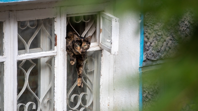В сквере Йывана Кырли будут вакцинировать против бешенства