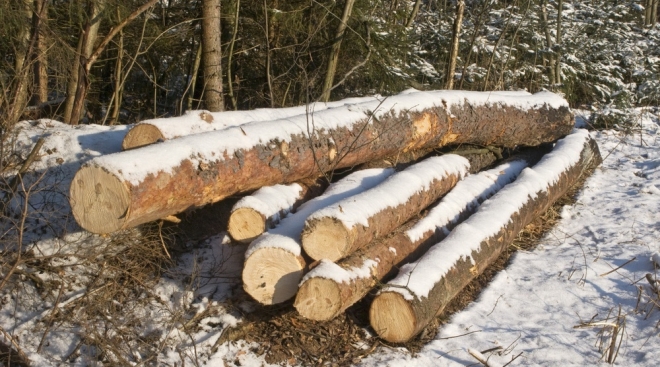 В лесах Медведевского и Юринского районов разрешили заготовку древесины